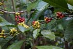 قهوه بنگال - Coffea bengalensis